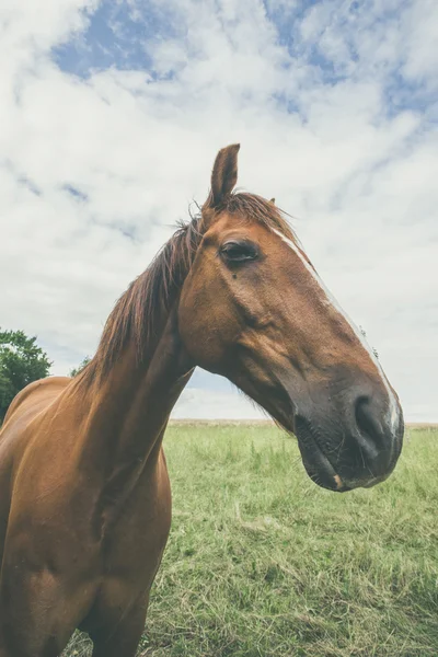 Cavalo com cabeça grande — Fotografia de Stock