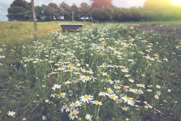 Marguerite flowers on a meadow — Stock Photo, Image