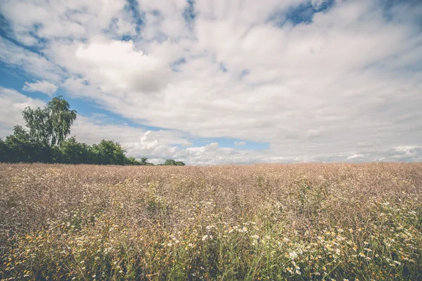 Ländliche Landschaft mit Wildblumen — Stockfoto