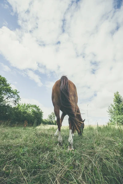 Cavalo por trás comendo grama — Fotografia de Stock