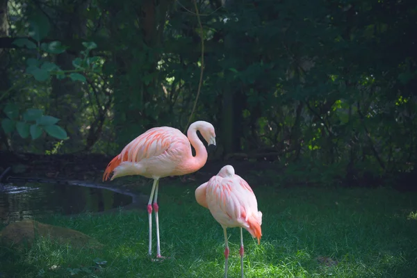 Dois flamingos numa selva — Fotografia de Stock