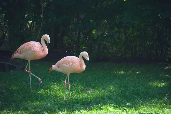 Flamingos andando na grama verde — Fotografia de Stock