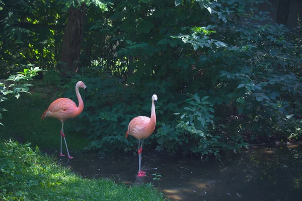 Flamingos de pé em um rio — Fotografia de Stock