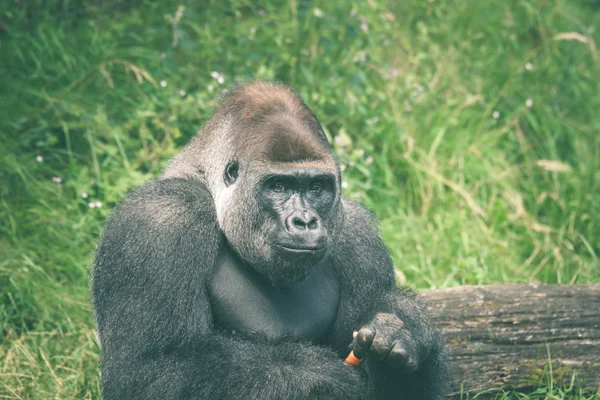 Bir havuç yiyen sevimli goril — Stok fotoğraf
