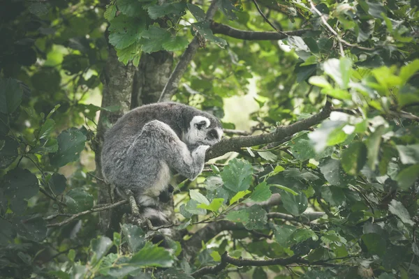 Lemur catta apa sover — Stockfoto