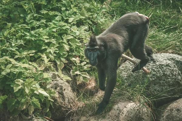 猕猴黑只猴子正爬在岩石上 — 图库照片