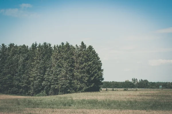 Wiejski krajobraz z lasem sosnowym — Zdjęcie stockowe