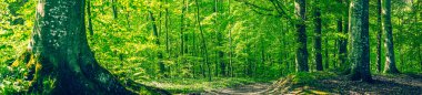 Green beech forest in a panorama scenery clipart
