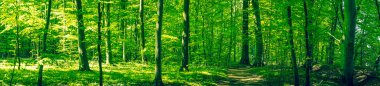 Beautiful green forest scenery in panorama clipart