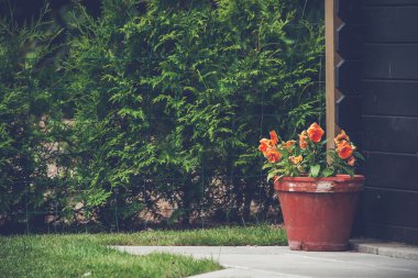 Bir saksı içinde turuncu çiçekler