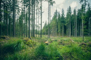 Yeşil çim ve bir ormanda uzun ağaçlar