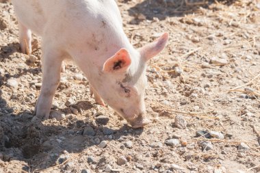 Pink pig looking for food in a farmyard clipart