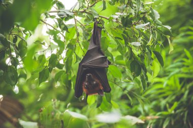 Bat hanging upside down in a green rainforest clipart