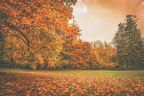El otoño sale en un parque — Foto de Stock