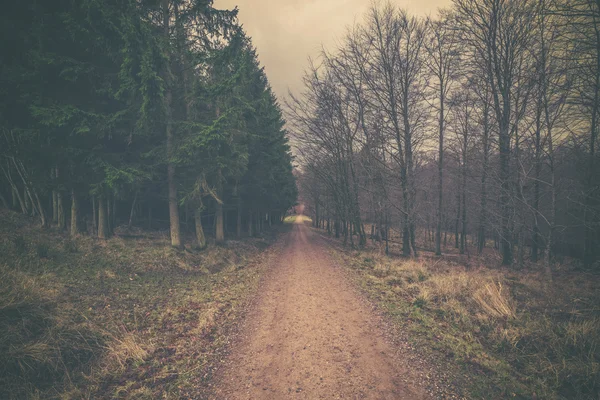 Naturstraße im Wald im Morgengrauen — Stockfoto