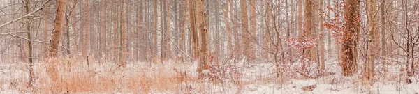 Bos in de winter in Denemarken — Stockfoto