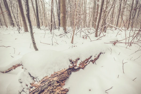 Invierno en el bosque en enero —  Fotos de Stock