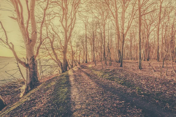 O sol ilumina uma floresta — Fotografia de Stock