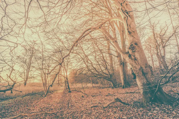 Magisk soluppgång i en kuslig skog — Stockfoto