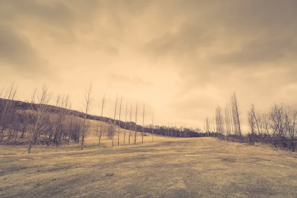 Kahle Bäume auf einem Feld mit Gras — Stockfoto