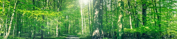 Lesní stezka v krajině zelené panorama — Stock fotografie