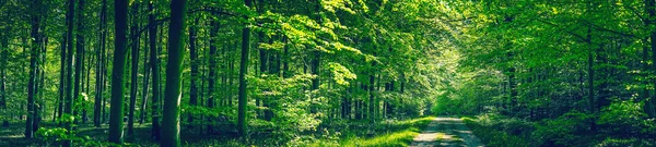 Bäume an einer Straße in einem grünen Wald — Stockfoto