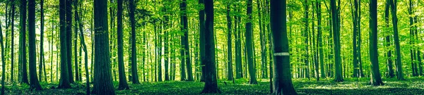 Silhouette di alberi in una foresta verde — Foto Stock