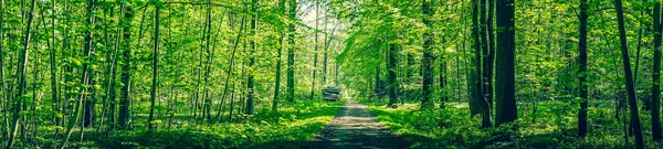Panorama paisagem com uma estrada que passa por uma floresta verde — Fotografia de Stock