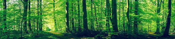 Paisagem florestal com faia verde árvores — Fotografia de Stock