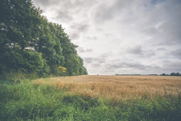 Landsbygd landskap med korn fält — Stockfoto