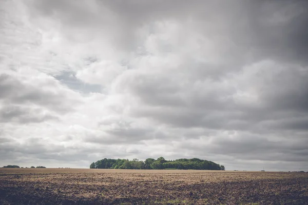 Piccola foresta su un campo rurale — Foto Stock