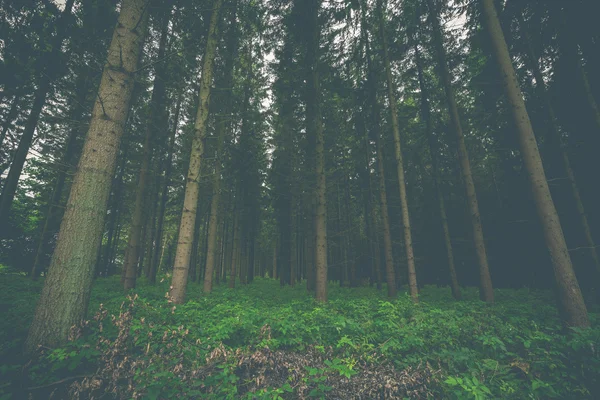 Bosque de pino oscuro con árboles — Foto de Stock