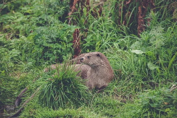 Otter in green grass — Stock Photo, Image