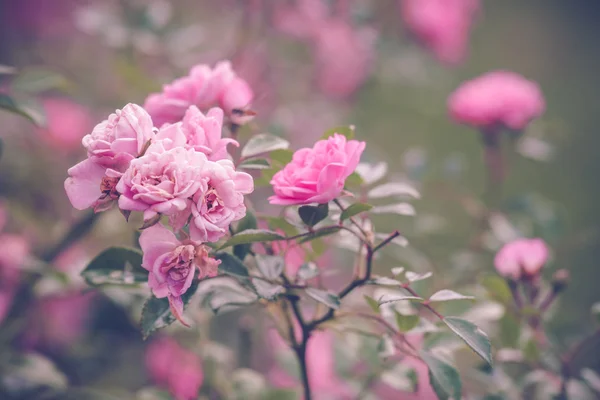 Romantyczny ogród z Fioletowych róż — Zdjęcie stockowe