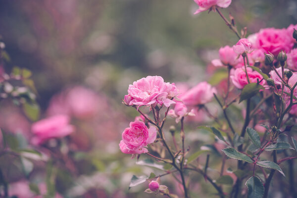 Garden with romantic pink roses