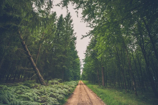 Sentiero forestale con felce — Foto Stock