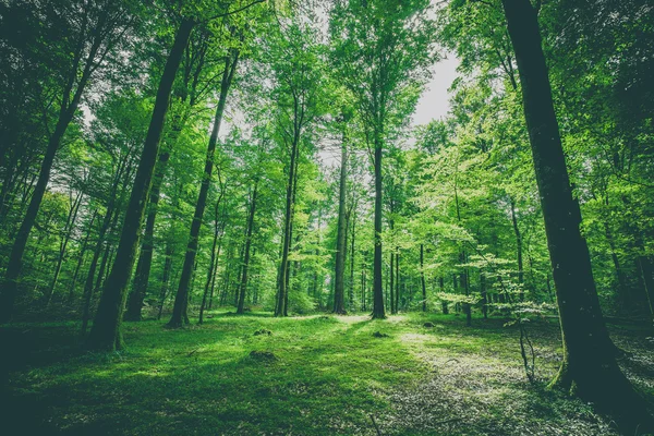 Arbres verts dans une forêt au printemps — Photo