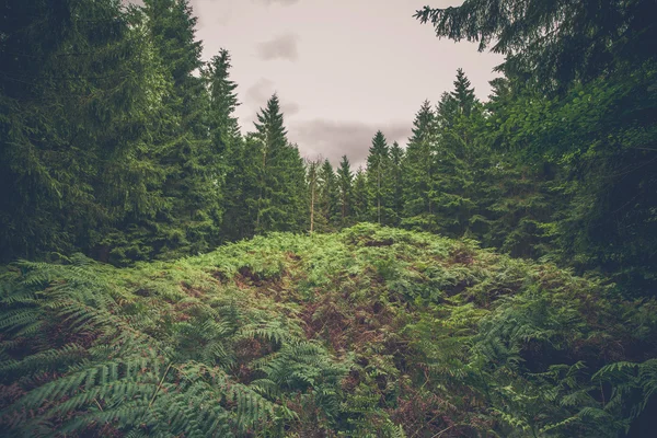 Fern in een dennenbos — Stockfoto