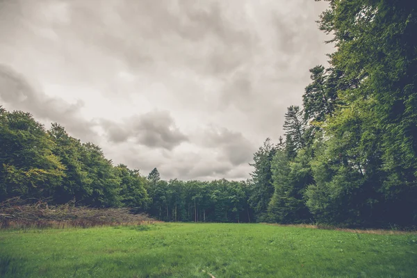 Лесной пейзаж с зеленым лугом — стоковое фото