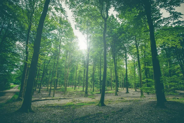 Güzel orman sahne uzun yeşil ağaçlar ile — Stok fotoğraf