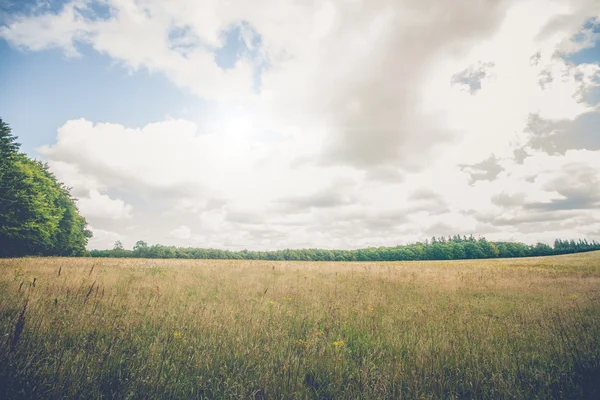 Сельский пейзаж с полевыми цветами — стоковое фото