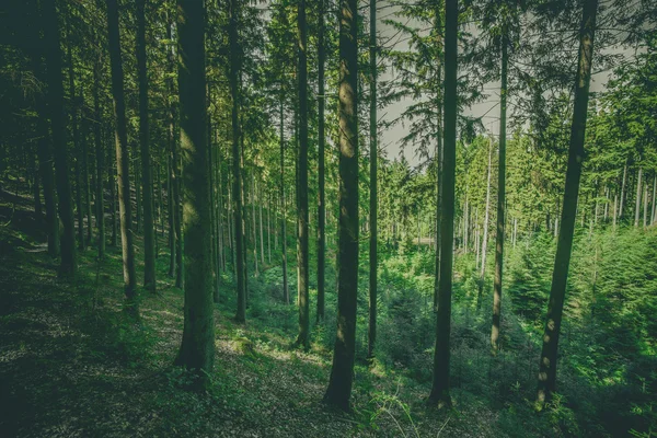 Pinos altos en un bosque verde — Foto de Stock