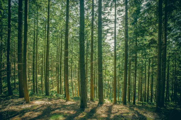 Pinos en un claro de bosque — Foto de Stock