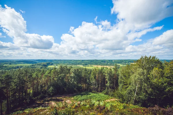 Liggande vy över träden — Stockfoto