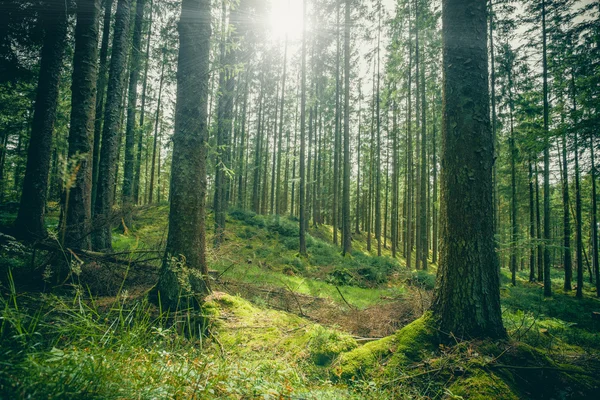 Desbroce del bosque en un bosque verde — Foto de Stock