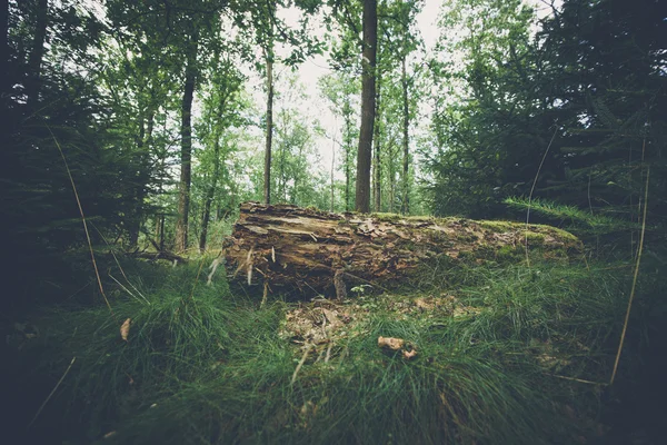 Starý dřevěný s mechem — Stock fotografie