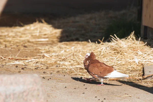 Capuchine pigeon with wihte head and brown feathers — ストック写真