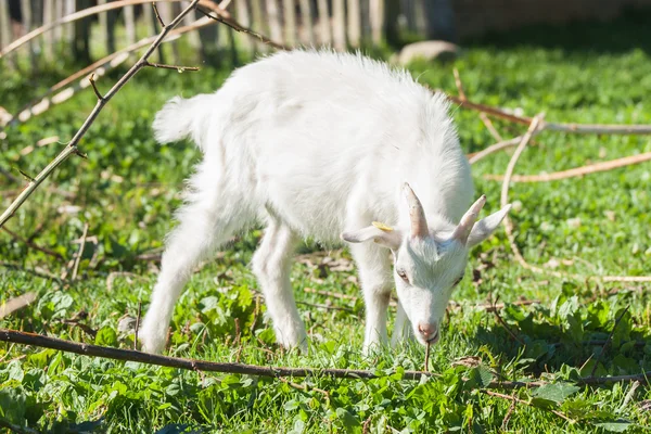 White goat kid eating a branch — Stock fotografie