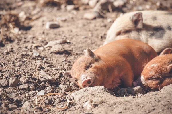 Lindo lechón durmiendo en un corral — Foto de Stock