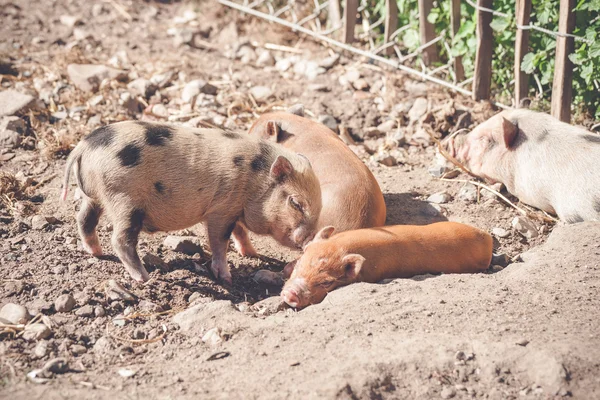 Lechones que duermen en un corral — Foto de Stock